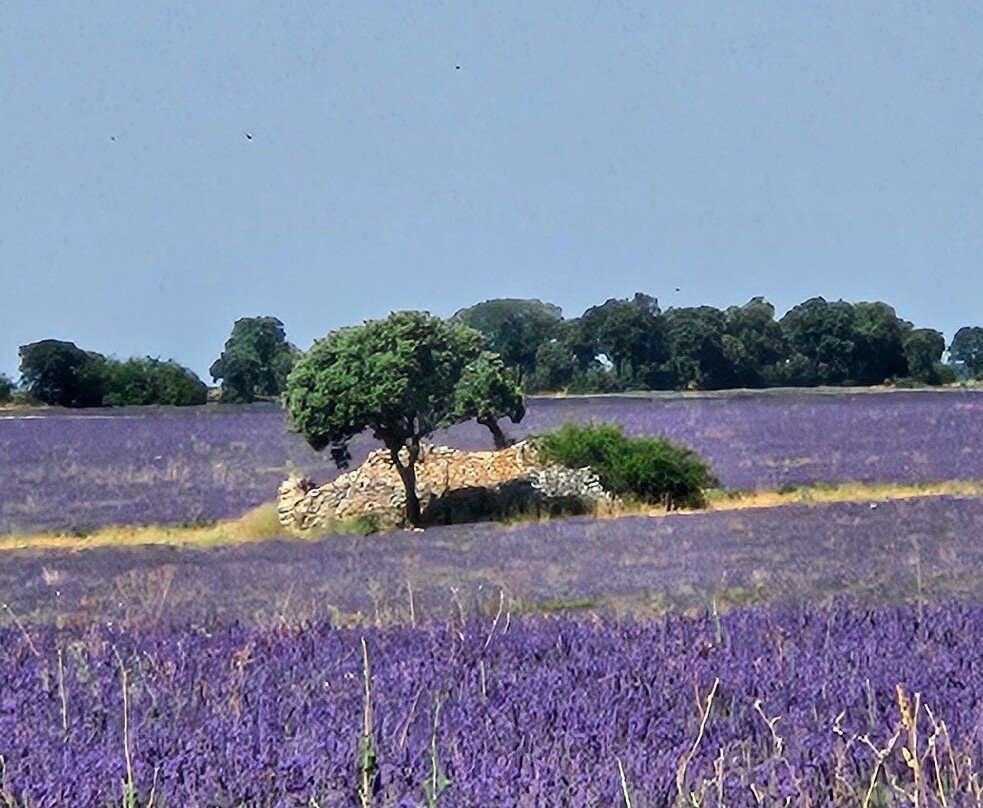Campos De Lavanda-Brihuega必去景点