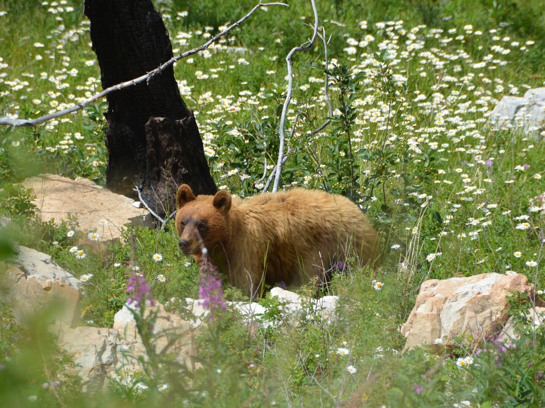 Waterton Lake National Park-沃特顿湖国家公园必去景点