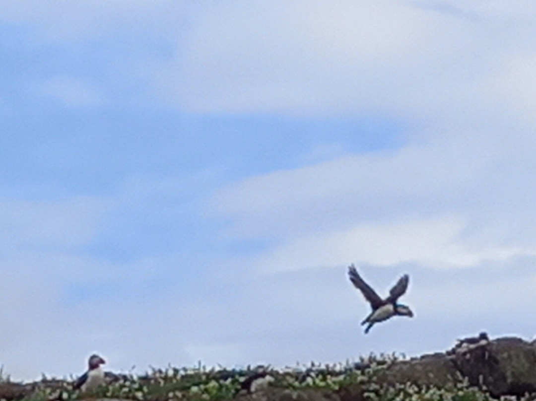 Anstruther Pleasure Cruises-Boat Day Tours-Anstruther必去景点