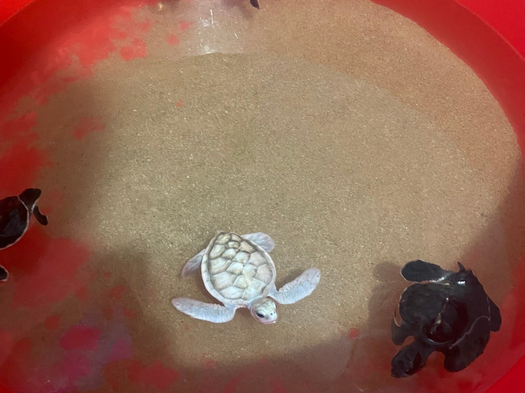 Induruwa Sea Turtle Conservation Project & Sea Turtle Information Center-因都鲁瓦必去景点
