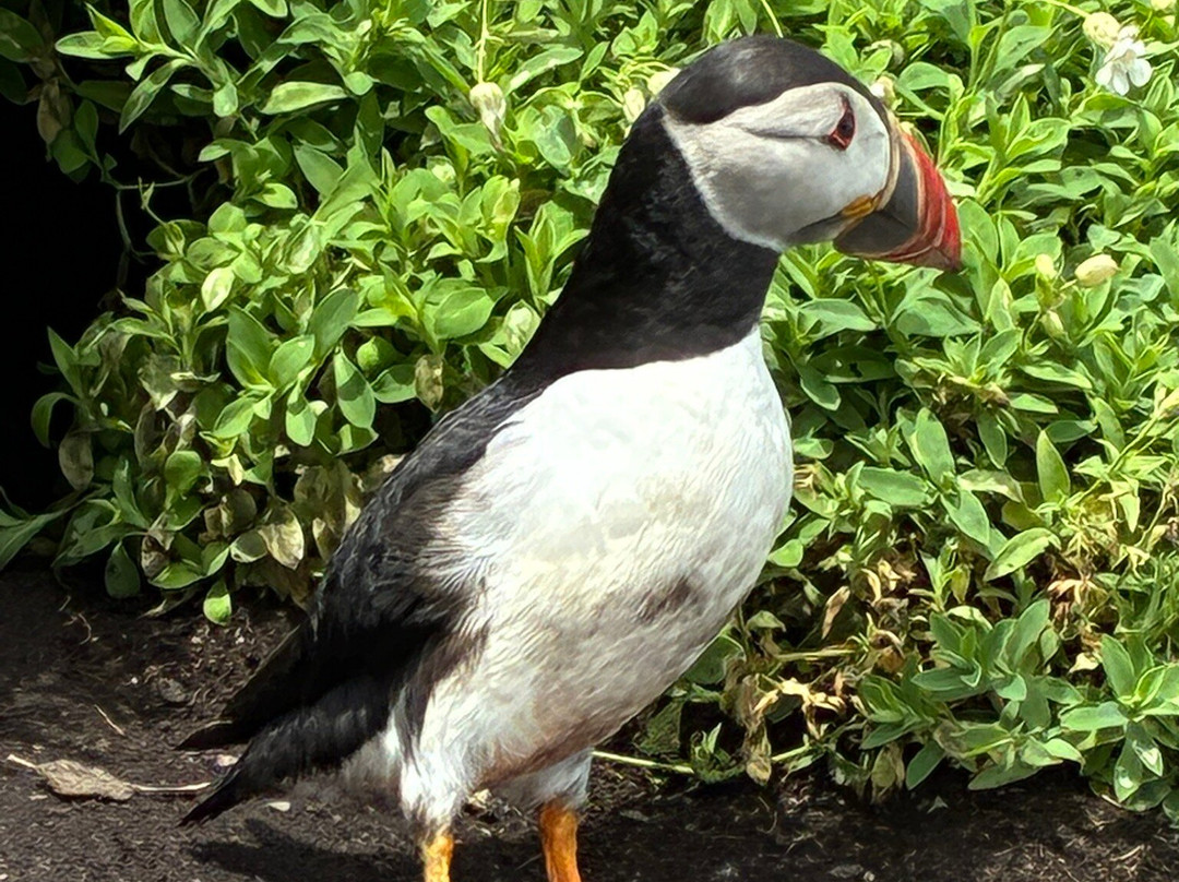 Skellig Tours-Caherdaniel必去景点