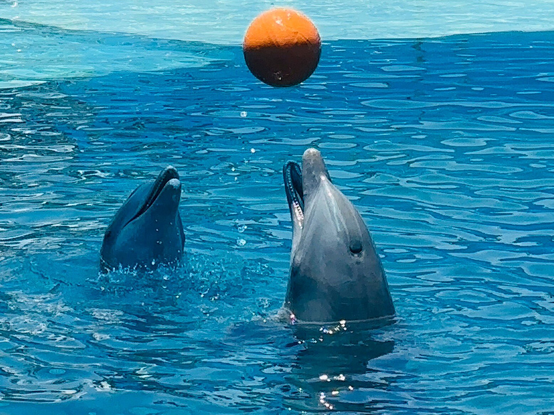 Dolphin Discovery Puerto Vallarta-新瓦雅塔必去景点
