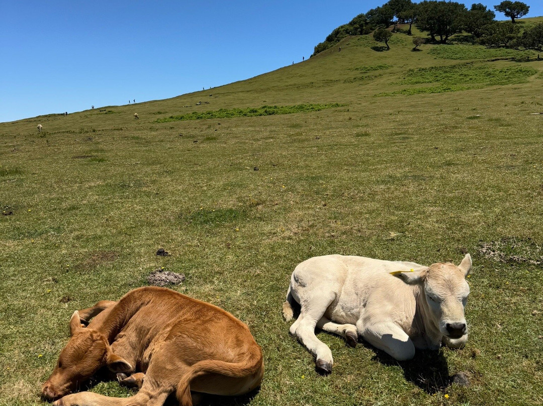 Vida Atlantica-马德拉群岛必去景点