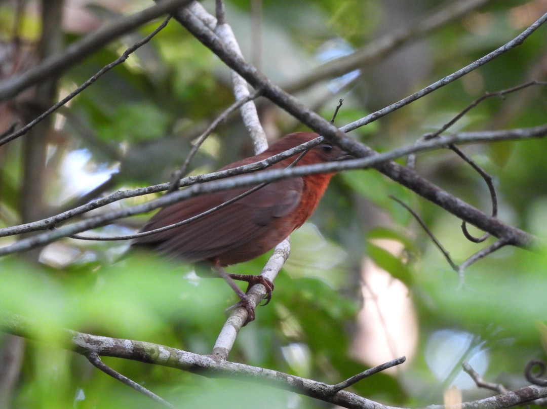Birdwatching Tours in Sian Ka'an by Eddy-图伦必去景点