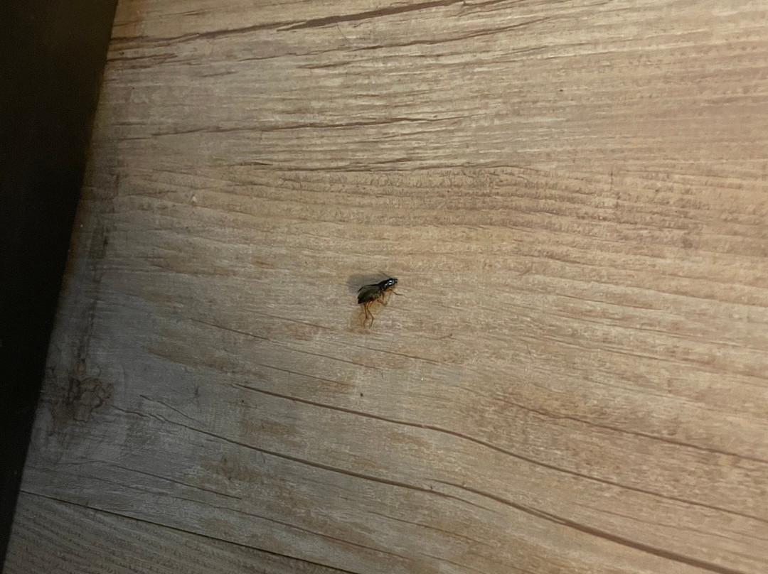 La Quinta Inn & Suites by Wyndham Plattsburgh主图