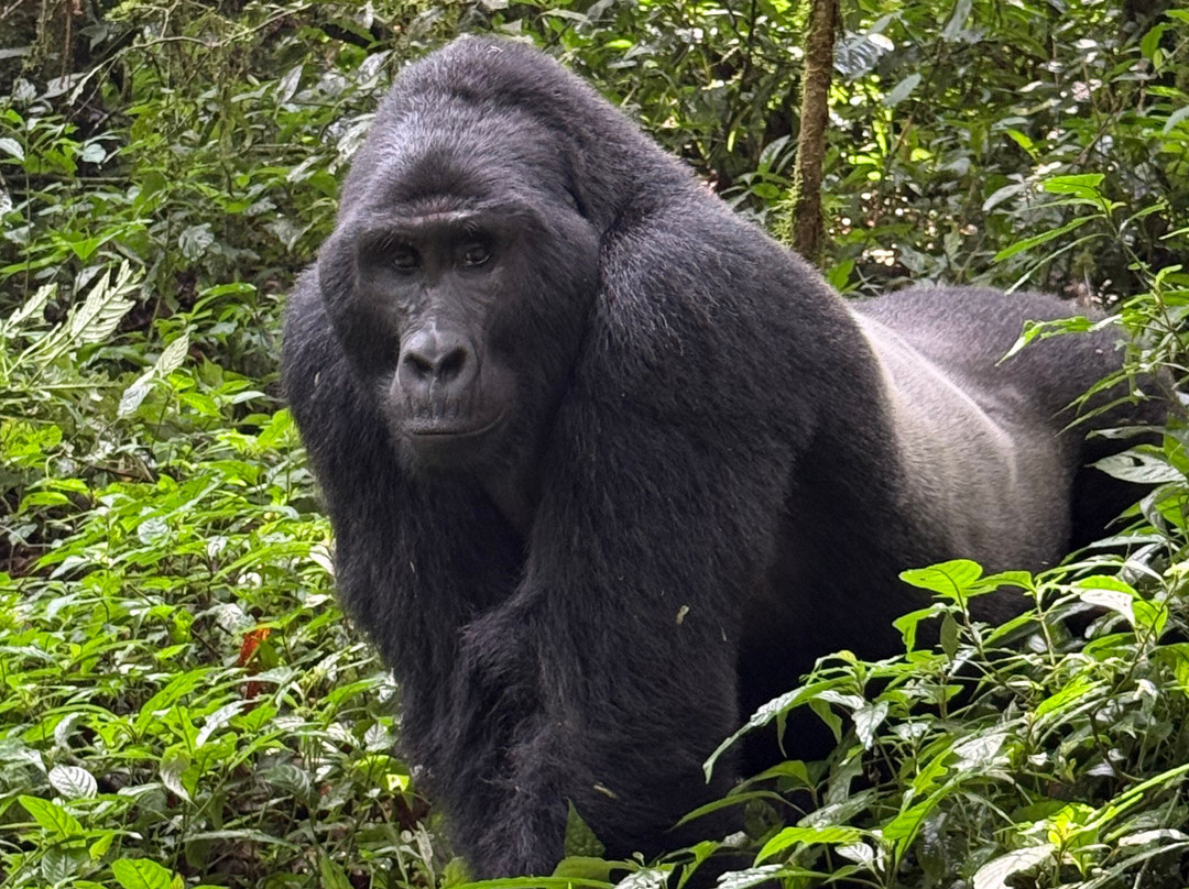 Gorilla Bookings-坎帕拉必去景点