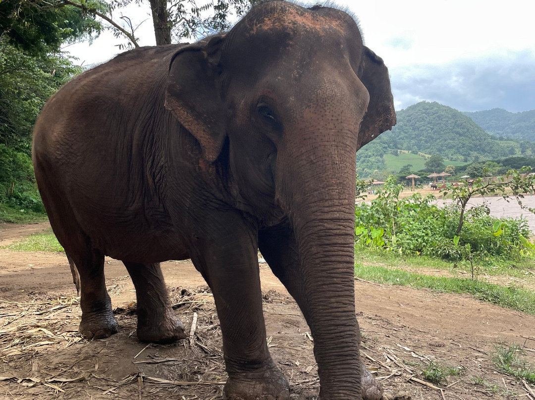 Happy Elephant Home-夜登必去景点
