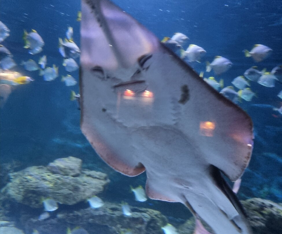 Aquarium de Vendée-Talmont Saint Hilaire必去景点