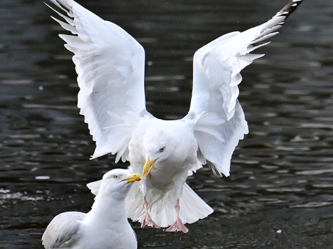 Ocean Mist Leith主图