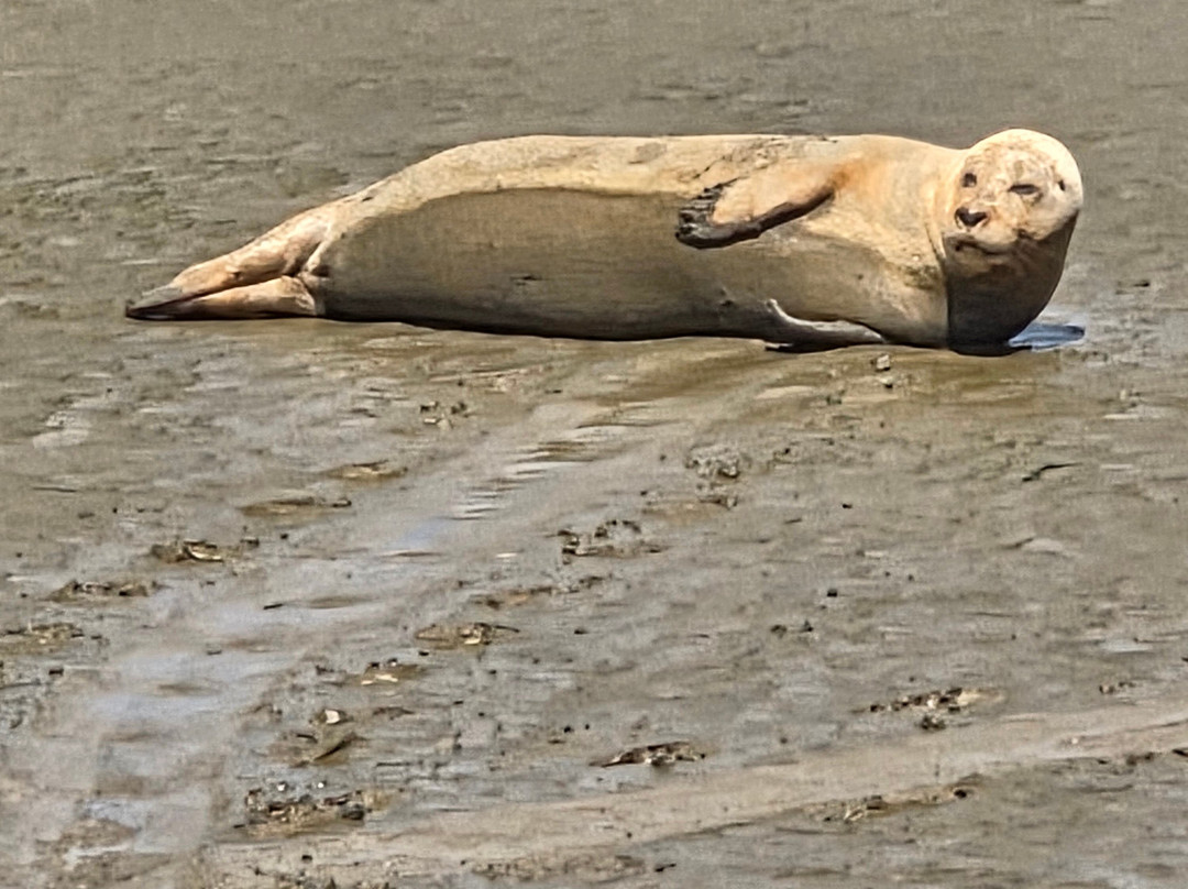 Discovery Seal Trips-Rochford必去景点