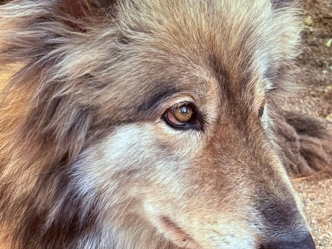 Sedona Wolf Sanctuary-Rimrock必去景点