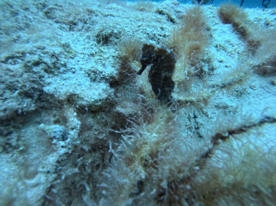 Dive Bermuda at Somerset-Sandys Parish必去景点