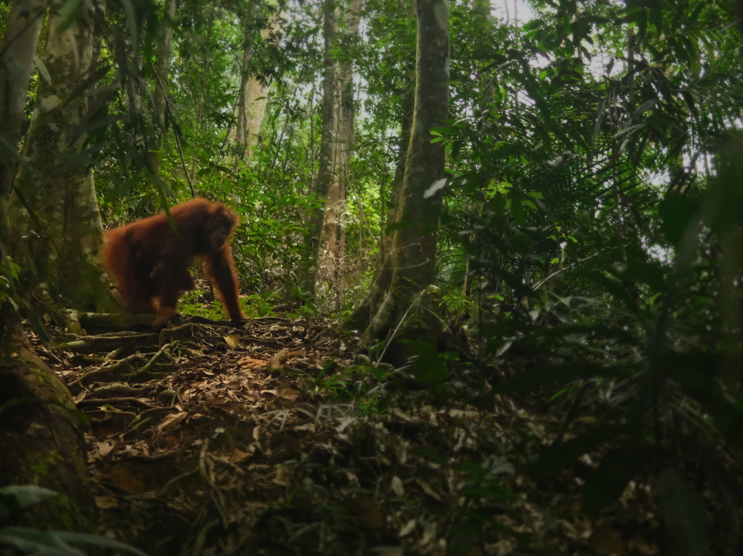 Sumatra Trekkers-武吉拉旺必去景点