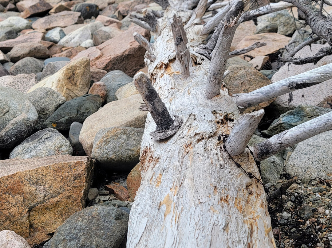 Wonderland Trail-Southwest Harbor必去景点