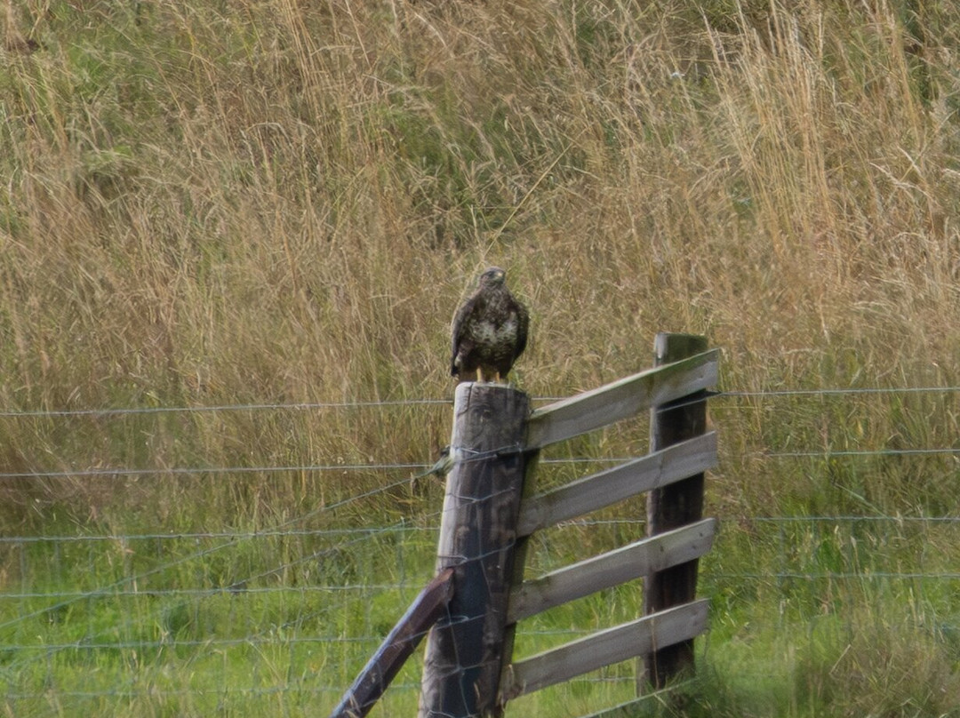 Beirhope Alpacas-Hownam必去景点