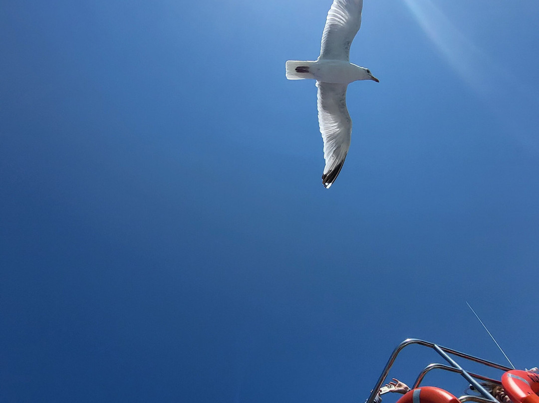 Pembrokeshire Islands Boat Trips-Marloes必去景点