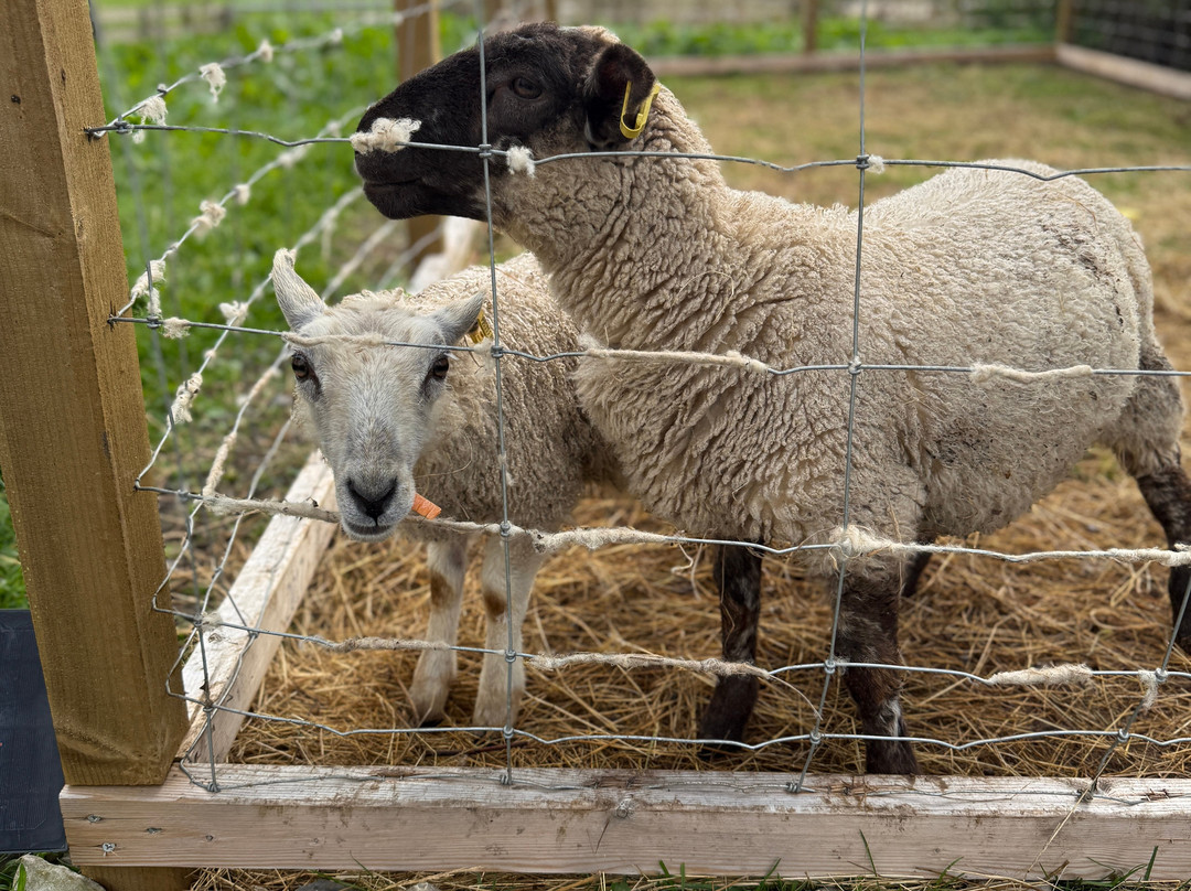 Caithness Animal Farm Park-Lybster必去景点