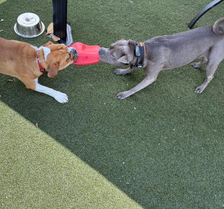 Manchester Dog Park & Social Club-Manchester必去景点