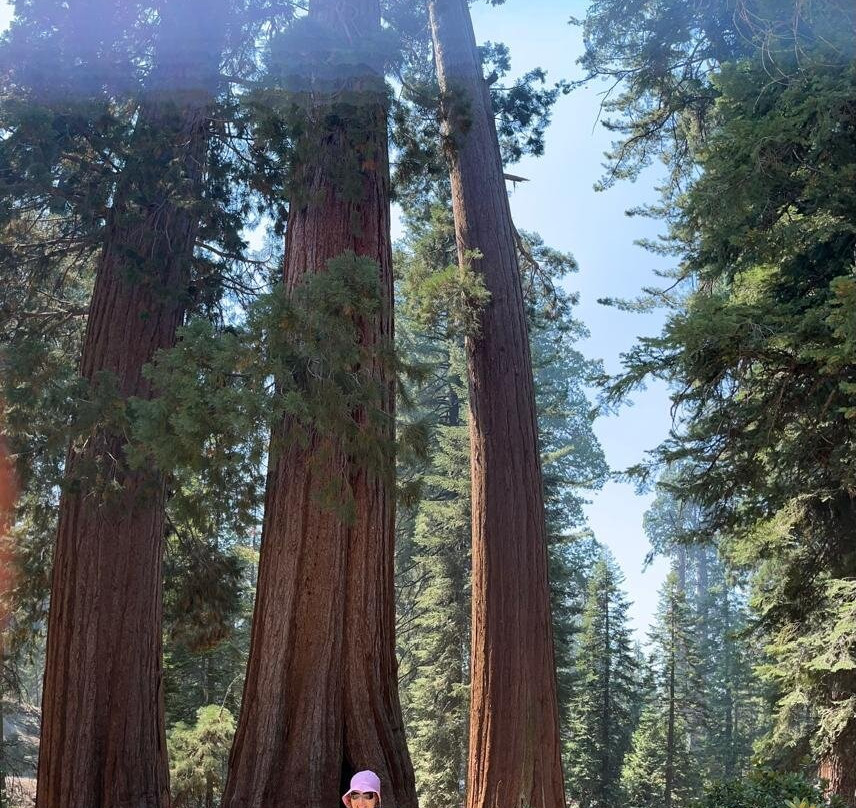 Giant Sequoia National Monument-维塞利亚必去景点