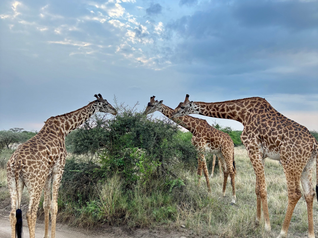 Trip Quest Safaris-阿鲁沙必去景点