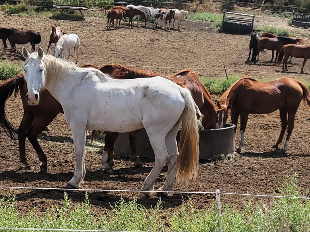 Rusty Spurr Ranch-Kremmling必去景点