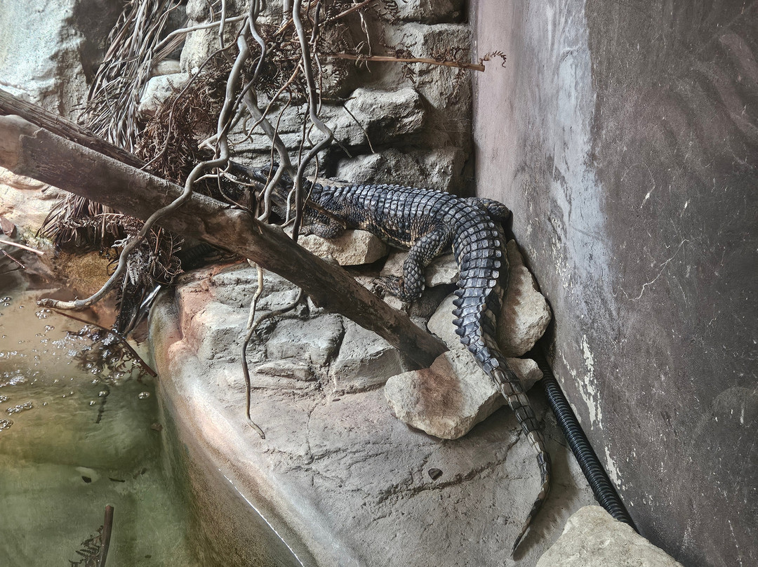 Crocodiles of the World-Brize Norton必去景点