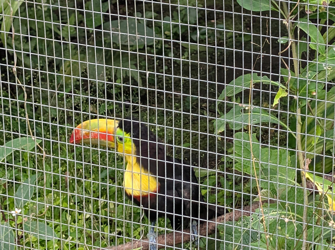 Toucan Rescue Ranch-San Isidro必去景点