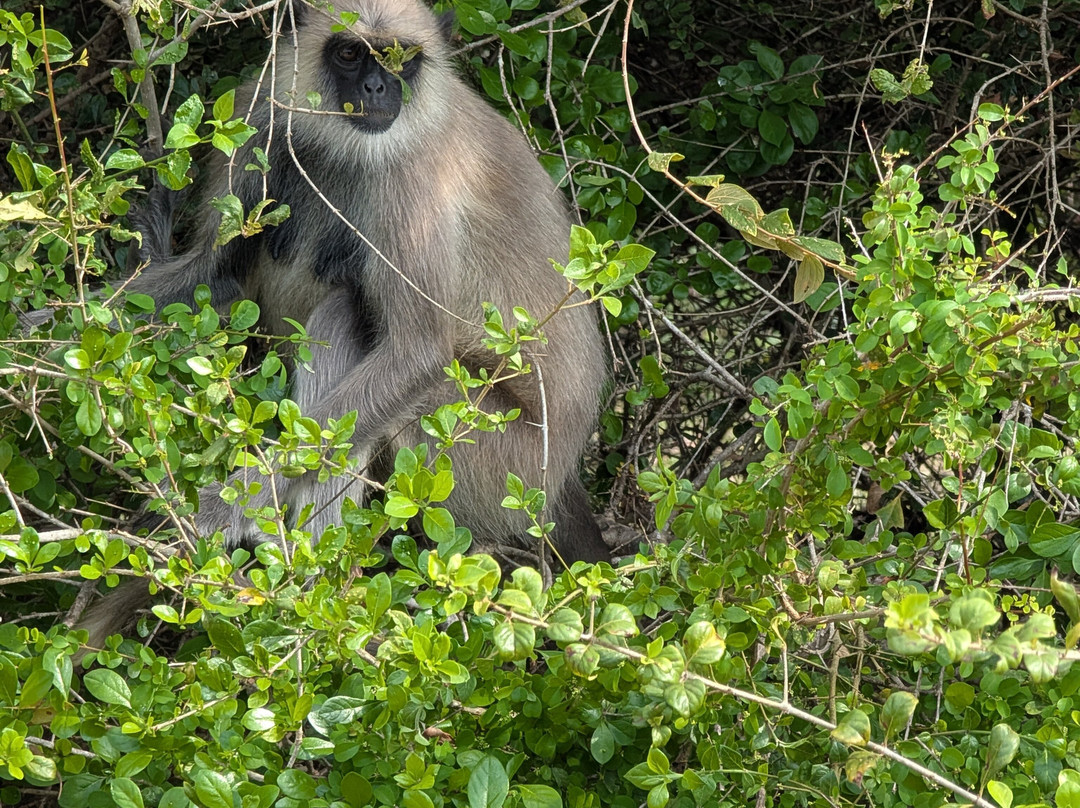 Your Driver Sri Lanka-科伦坡必去景点
