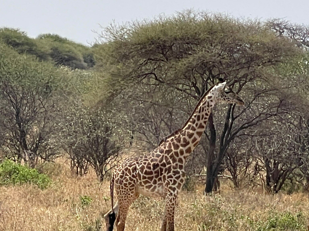 Sound Of Tanzania Explores-阿鲁沙必去景点