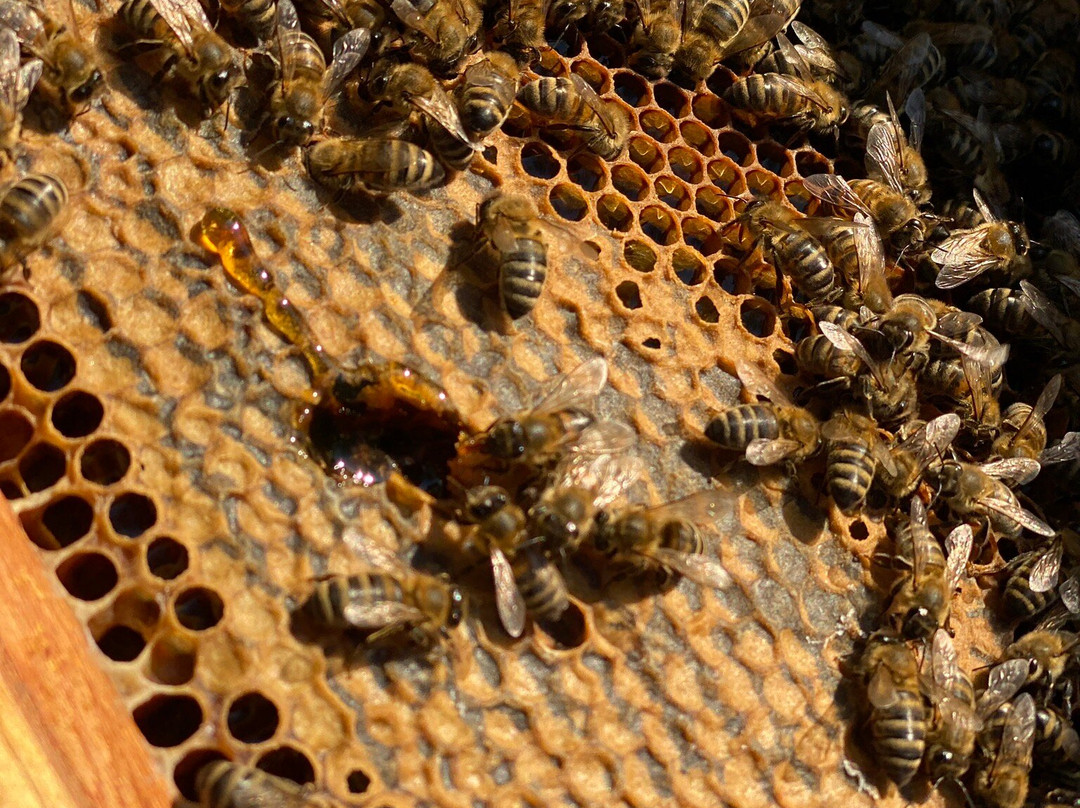 Alimento Corfu Beekeeping Tours-Kanoni必去景点