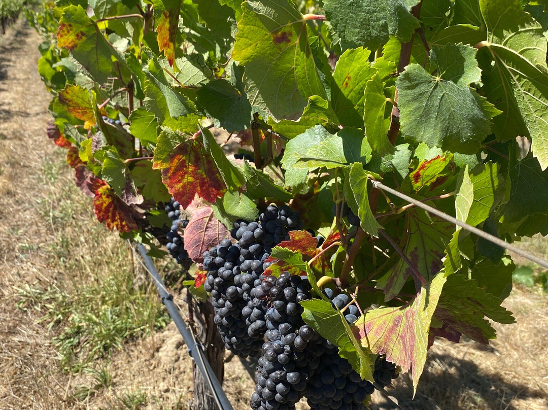 MacRostie Estate House-希尔兹堡必去景点