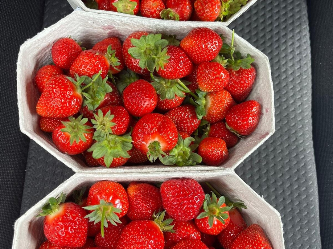 Cairnie Fruit Farm & Mega Maze-库珀必去景点