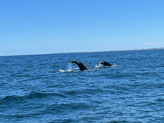 Captain John Boats-普利茅斯必去景点