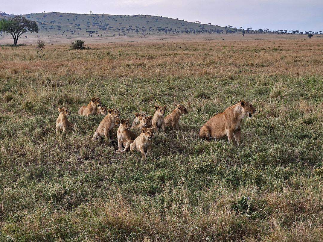 Papagei Tours And Safaris-阿鲁沙必去景点