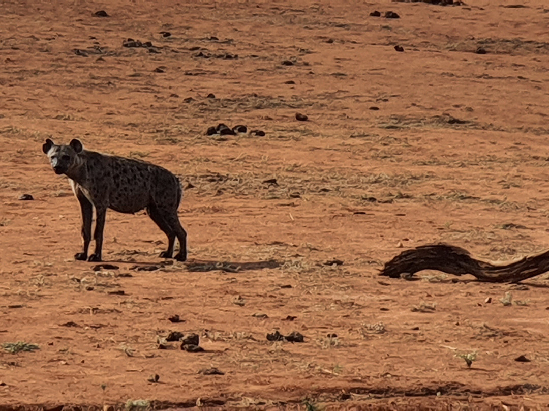 Safari Mit Peter Mutua Muli Aus Kenia-迪亚尼必去景点