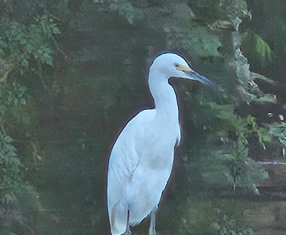 LaBiche Bayou Swamp Tours-Westwego必去景点