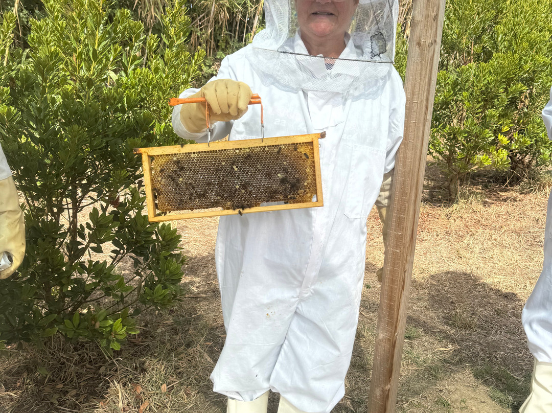 Apiário Margaridas-Fenais da Luz必去景点