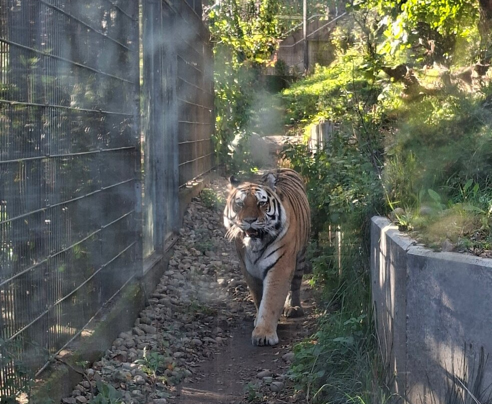 Korkeasaari Zoo-赫尔辛基必去景点