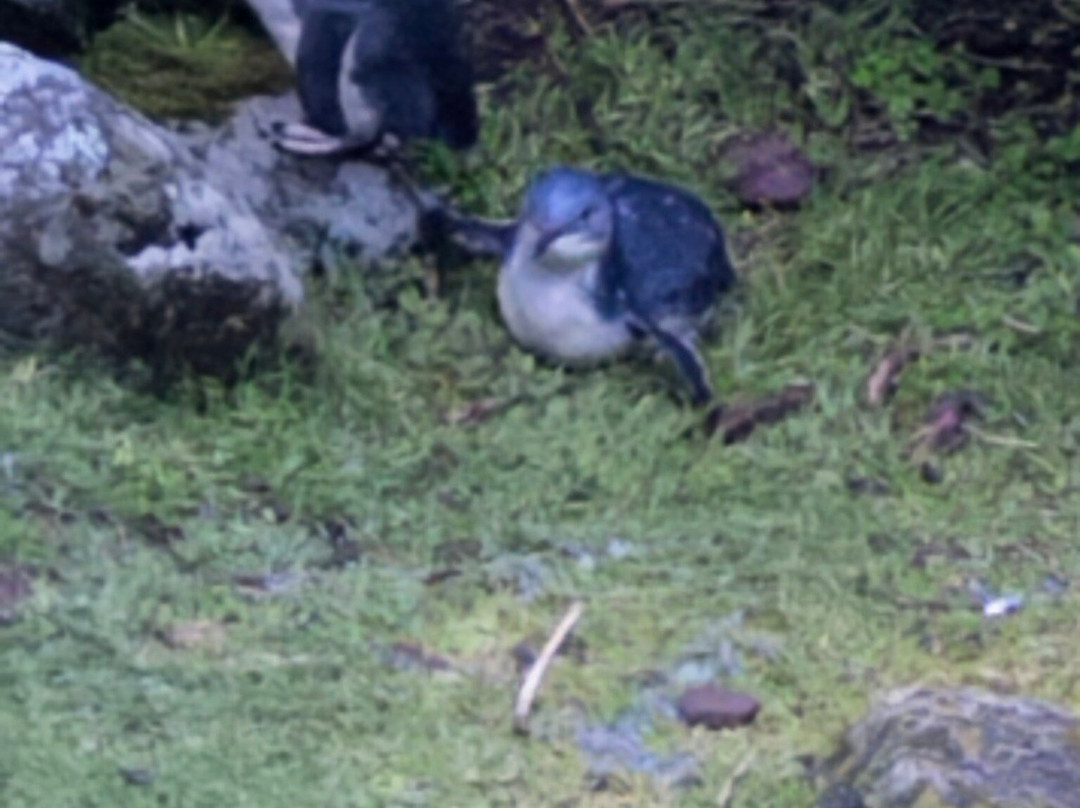 Godfrey’s Beach Penguin Viewing-斯坦利必去景点