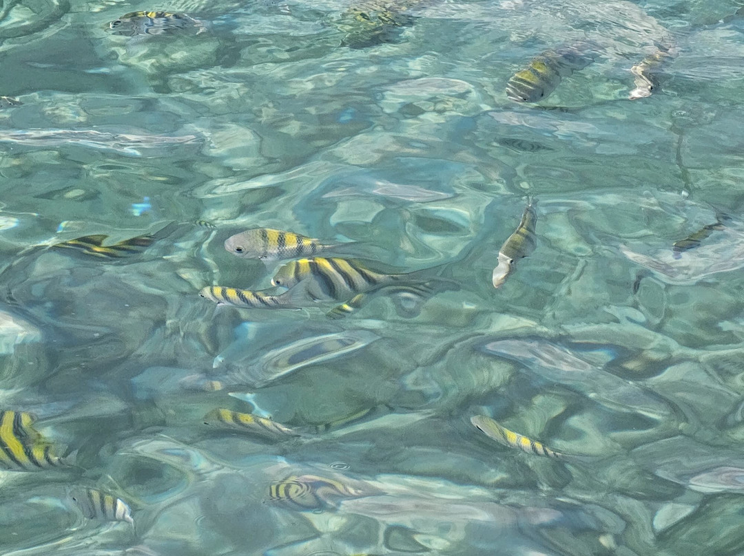 Cueva de los Peces-Playa Larga必去景点