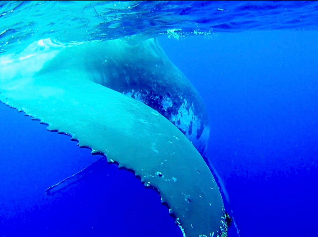 Kiko's Swim with Whales Tours-'Eua Island必去景点
