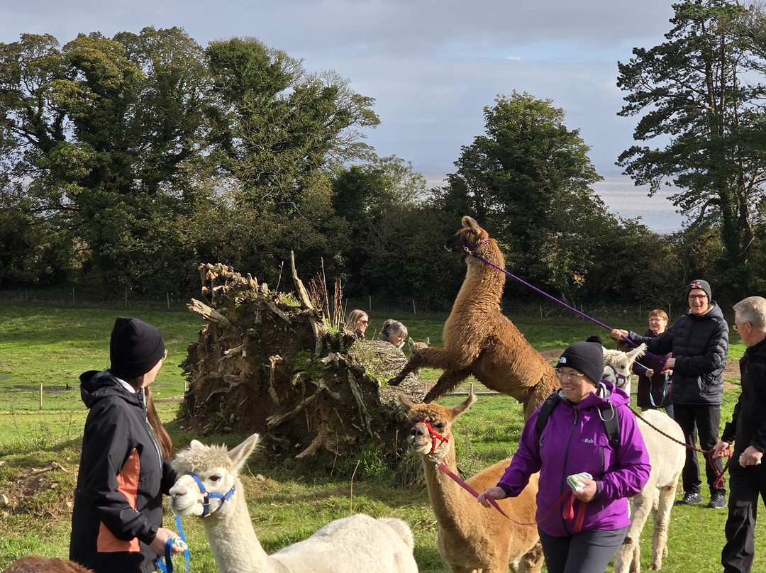 Bardsea Alpacas And Llamas-Bardsea必去景点