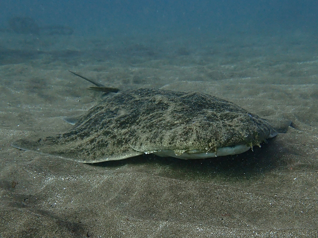 Centro de Buceo Margullar Diving-大加那利岛拉斯帕尔马斯必去景点