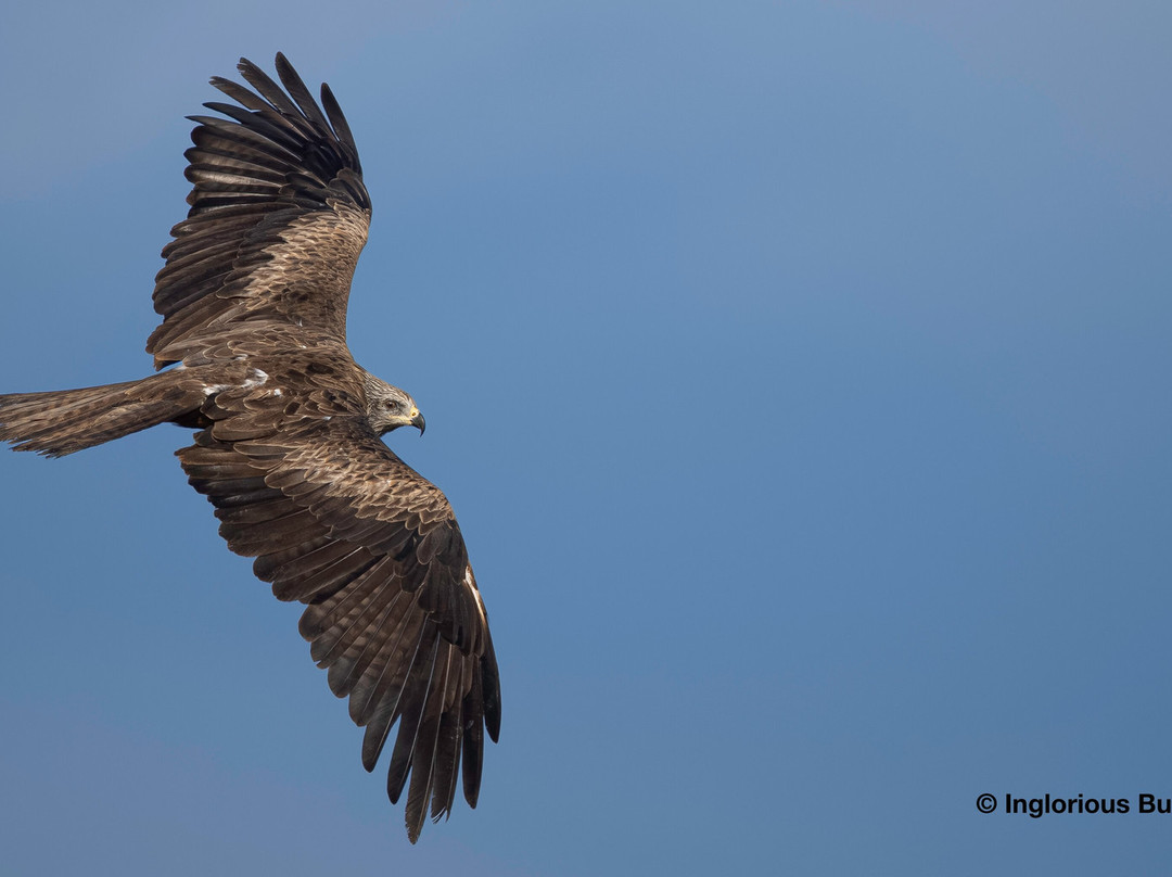 Inglorious Bustards-Facinas必去景点