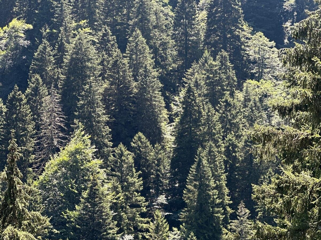 Altindere Vadisi National Park-特拉布宗省必去景点