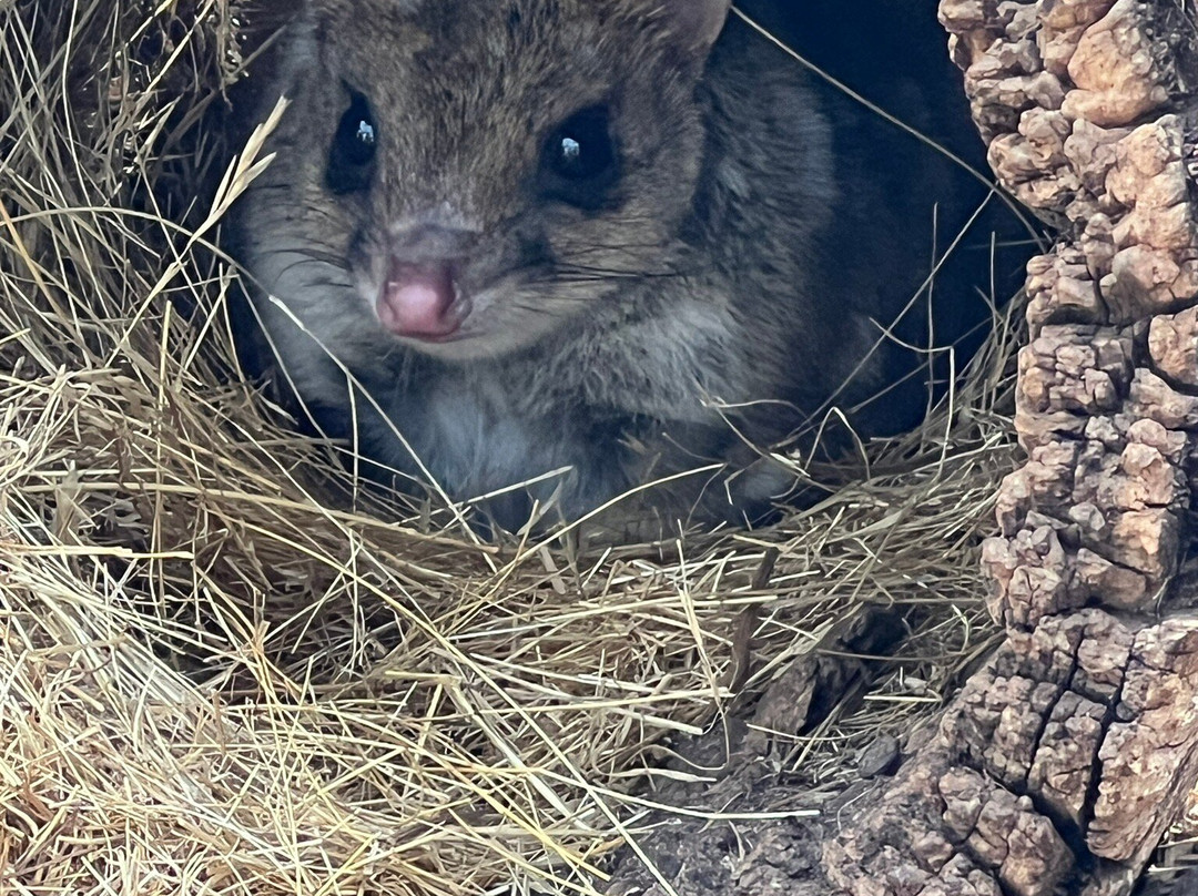 波诺朗野生动物园-Brighton必去景点