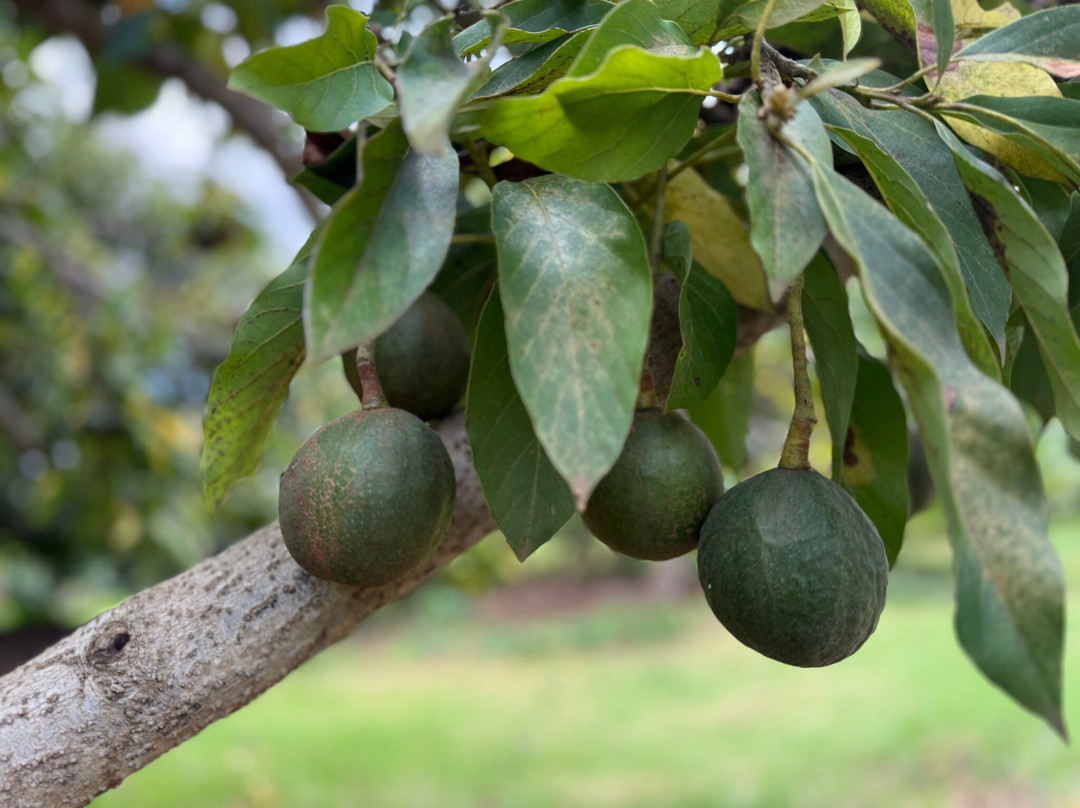 O'o Farm-库拉必去景点