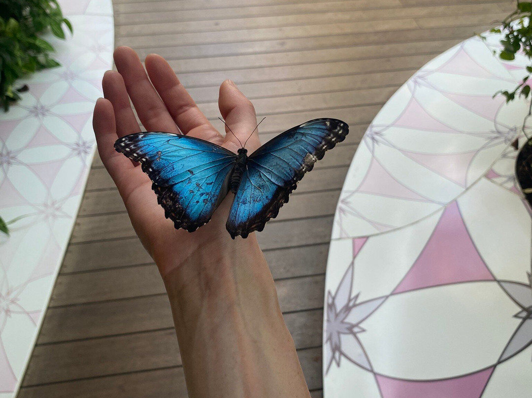 Al Noor Island-沙迦必去景点