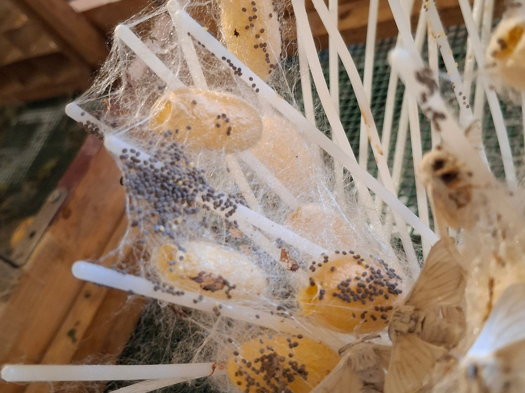 La Magnanerie-Bourre必去景点