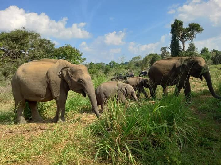 Ceylon Special Jeep Safari-哈巴拉娜必去景点
